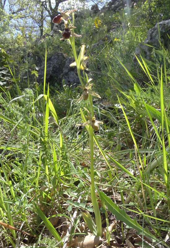 Ophrys plant.jpg