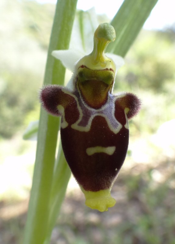 Ophrys Bremifera bloem.jpg