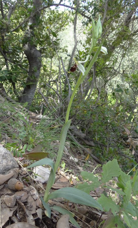 Ophrys bremifera plant.jpg