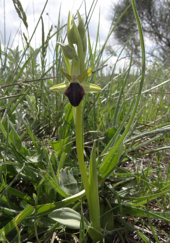 Ophrys zonder tek plant.jpg