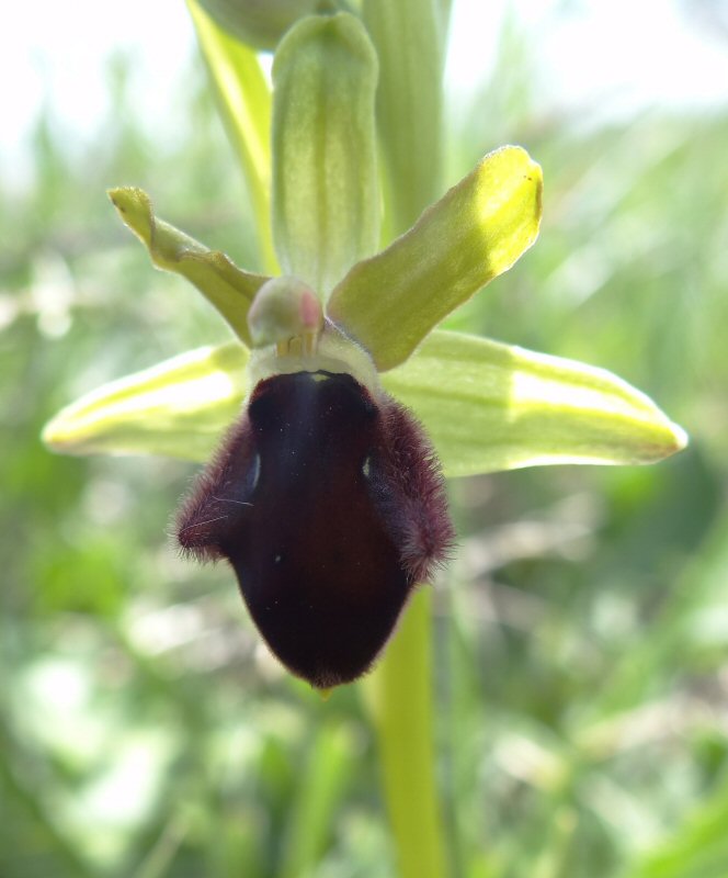 Oprys zonder tek bloem.jpg