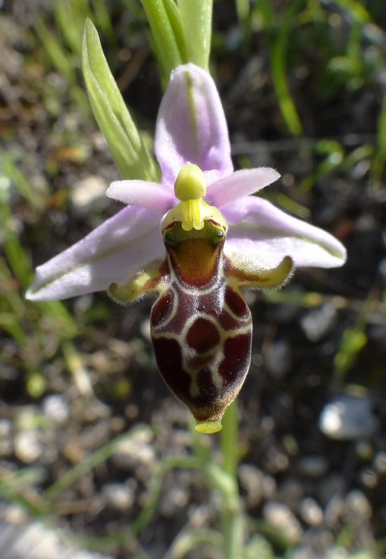 Ophrys scolopax cornuta.jpg