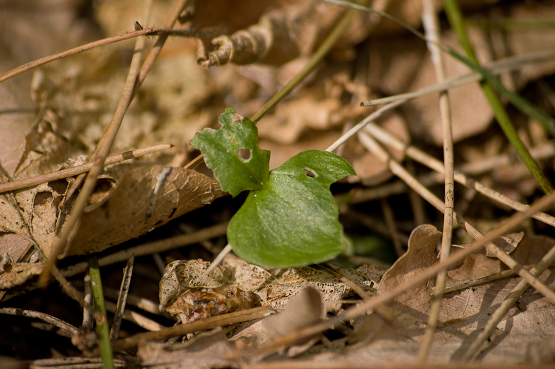 kleine_keverorchis-25.jpg