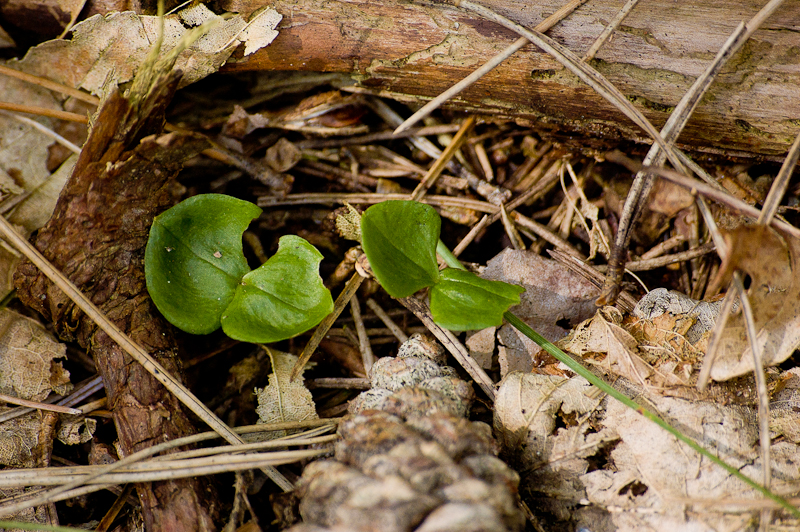 kleine_keverorchis-22.jpg