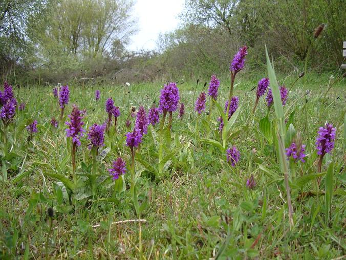 Brede orchis klein2.JPG