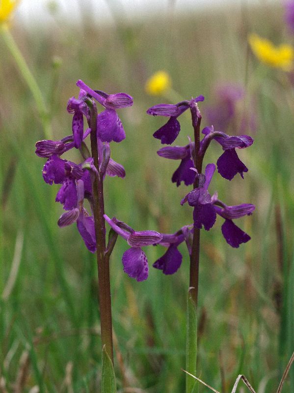 O. morio 09-05-12 (4).jpg