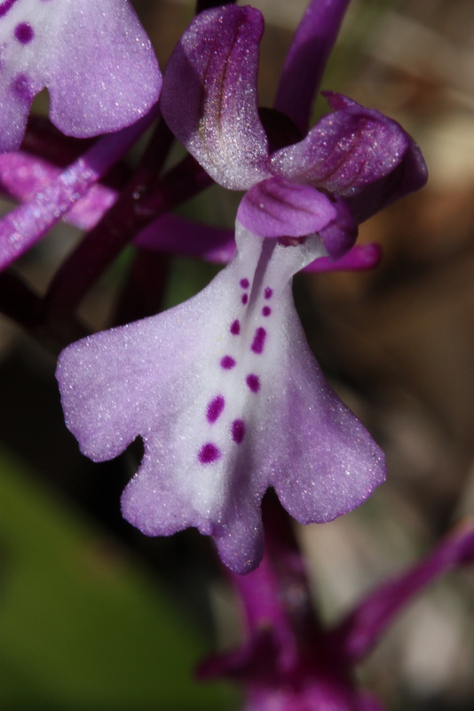 Orchis anatolica ssp.anatolica Moni Zoodhochos Pighi S19  110311  (7).JPG
