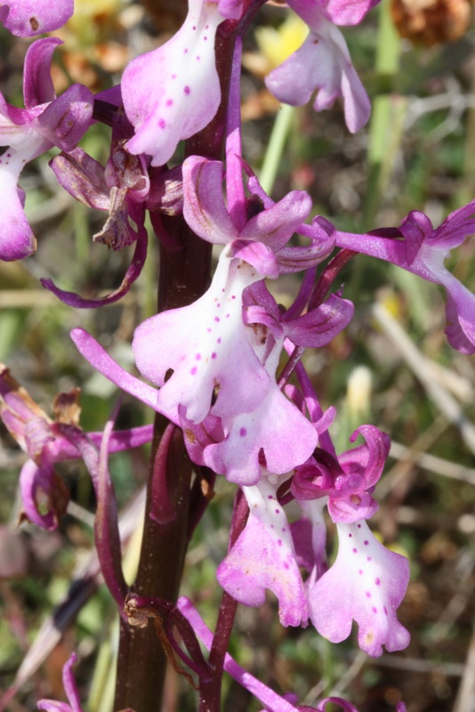 Orchis anatolica ssp. anatolica Paghondas S27  070511  (6).JPG