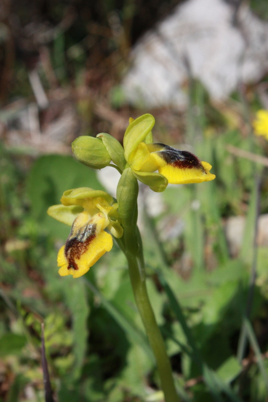 Ophrys lutea ssp. phryganae Maritsa RO113 310309 (3).jpg