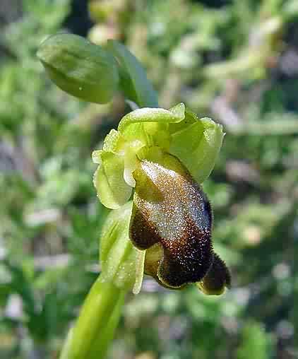 Op_cinereophila3.jpg
