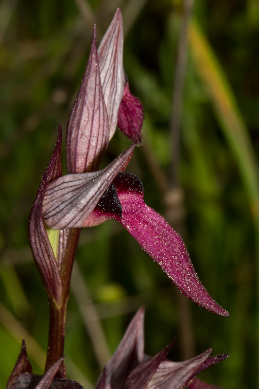Serapias lingua - D11_1264.jpg