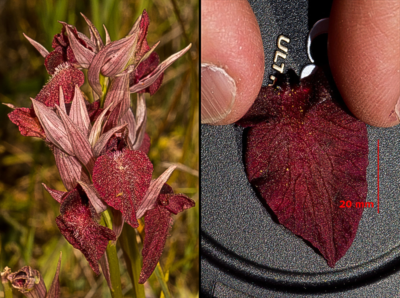 Serapias cordigera subsp. cordigera.jpg