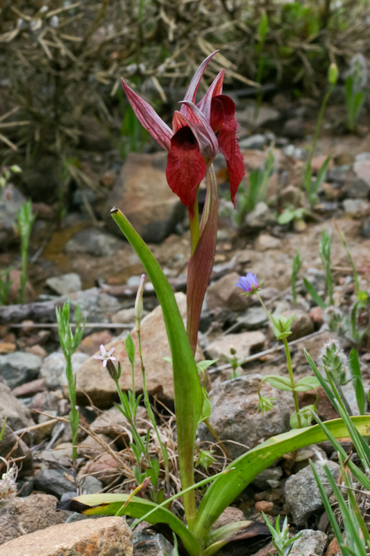 Serapias cordigera subsp. cretica - C04_2391a.jpg