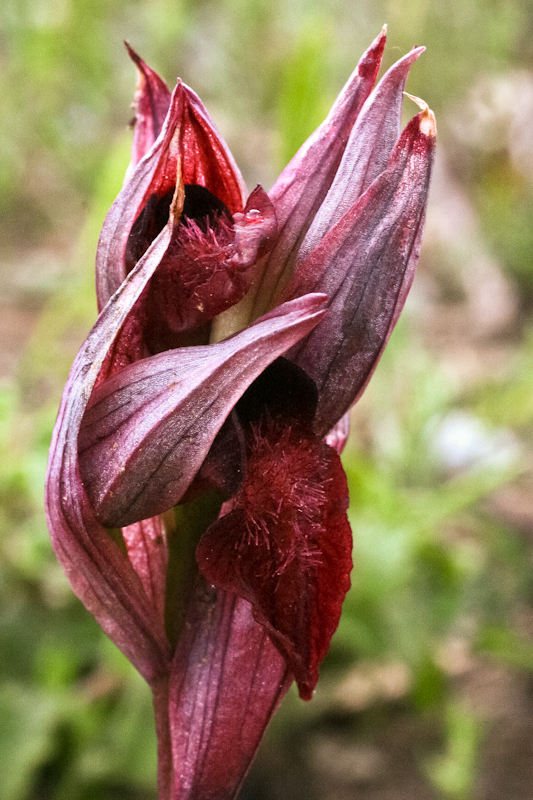 Serapias cordigera subsp. cretica - C04_2419h.jpg