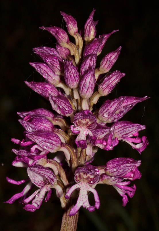 hybrid Orchis purpurea x simia - D10_1295.jpg