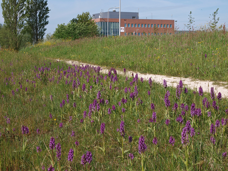 LCH Hoogeveen 18-05-12 (8b).jpg
