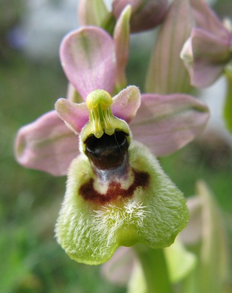 Ophrys Tenthedinifera subsp grandiflora Monte Sacro Italie.JPG