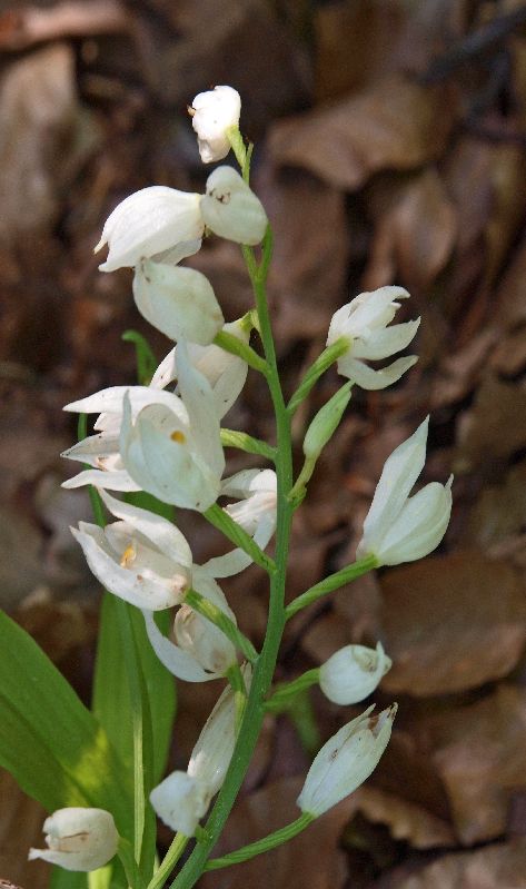 C. longifolia Diever 25-05-12 (1).jpg