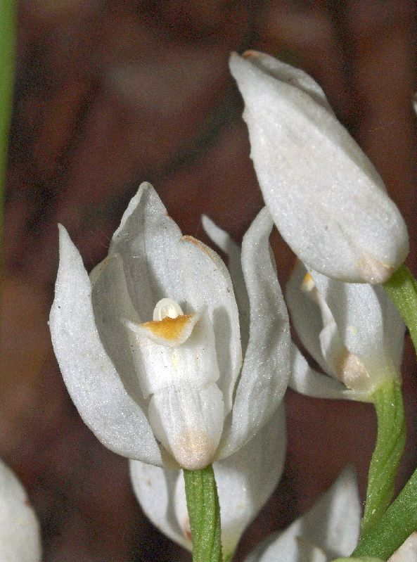 C. longifolia Diever 25-05-12 (3).jpg