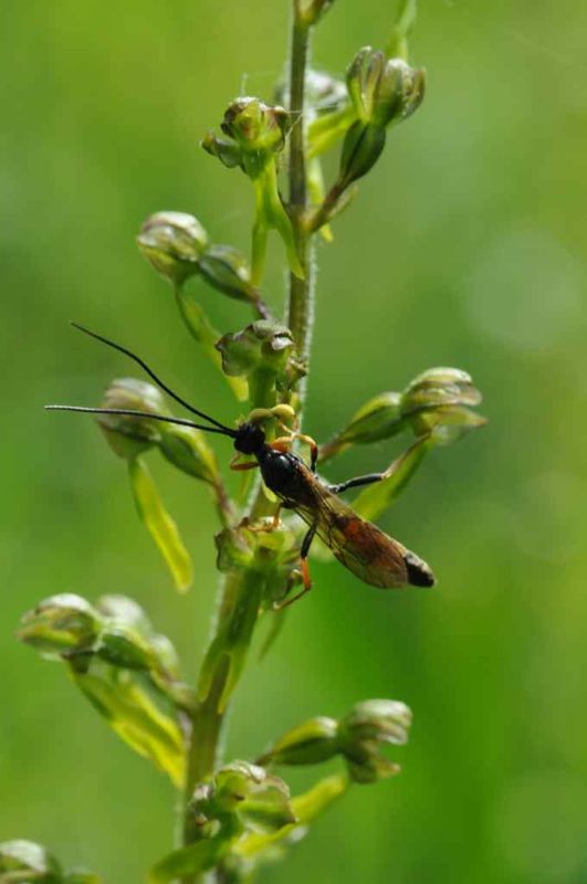 Neottia ovata met bezoeker