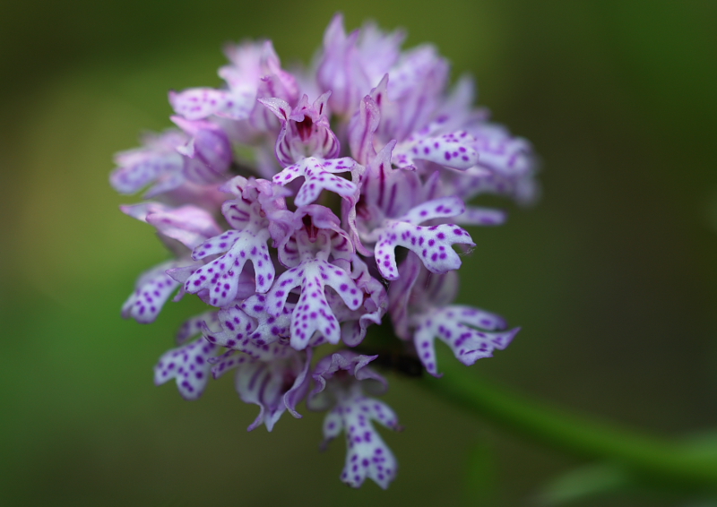 drietandige orchis.JPG