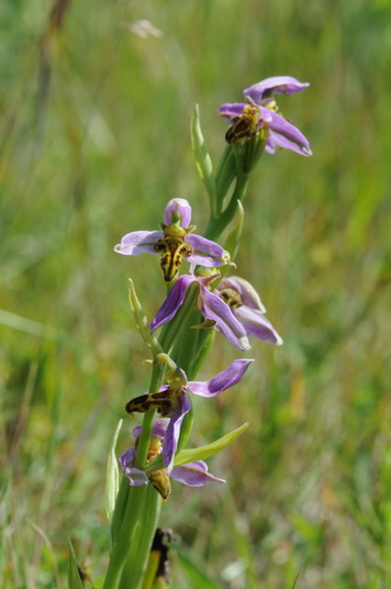 Ophrys apifera var trollii 130608 2.JPG