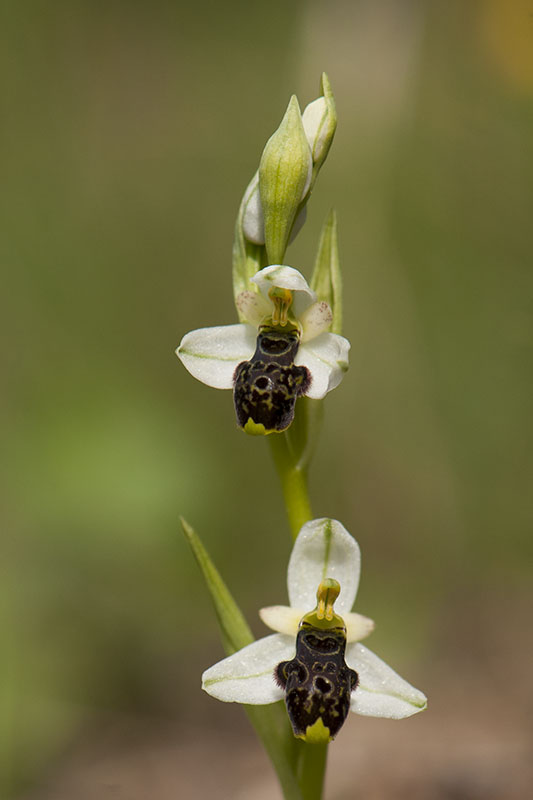Ophrys phillipii op 12 Mei