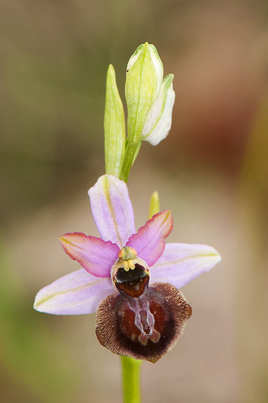 Ophrys aveyronensis op 16 mei