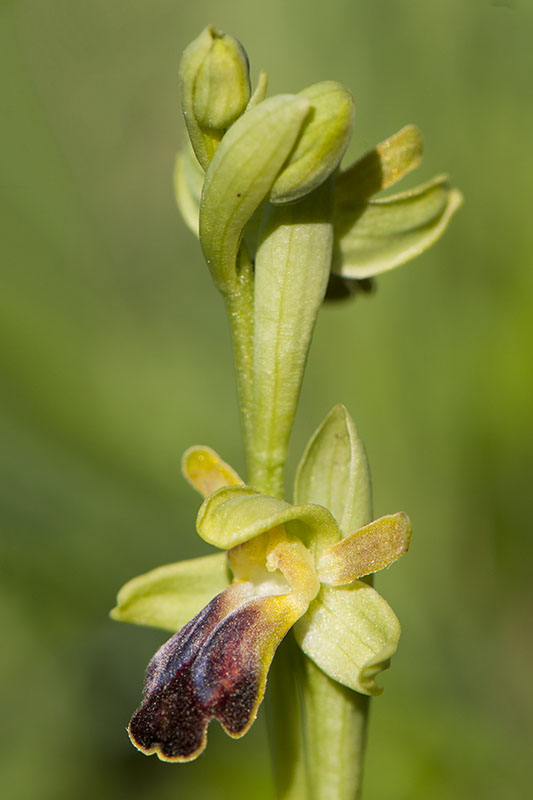 Ophrys sulcata 001 - 201210516 - causses - flower.jpg