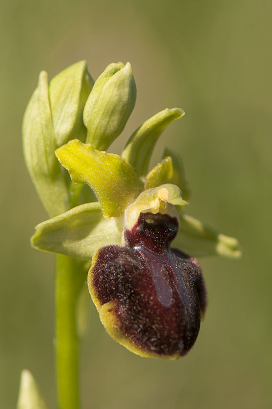 Ophrys passionis 001 - 201210516 - causses - flower.jpg