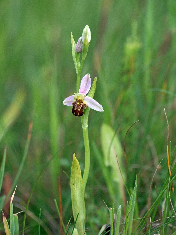O. apifera 10-06-12 (1).jpg