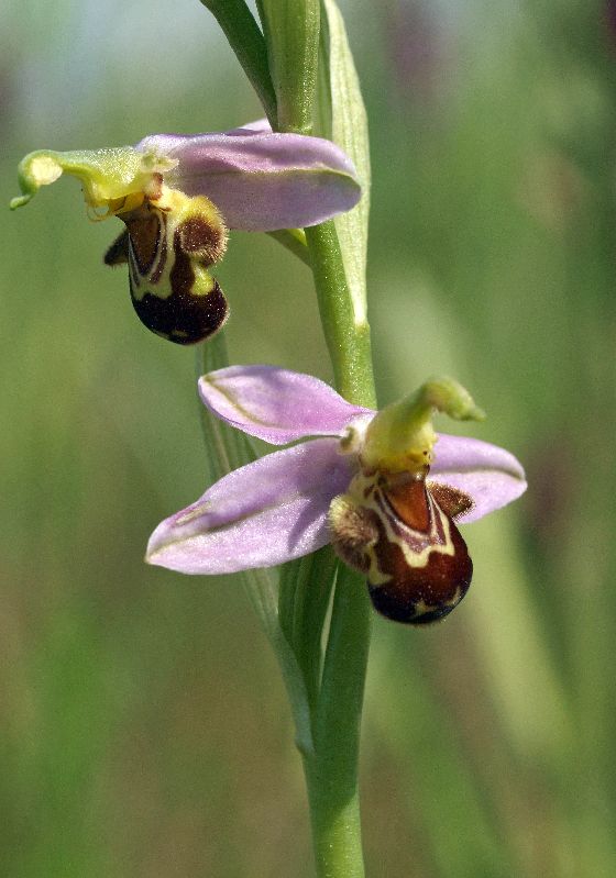 O. apifera 10-06-12 (4).jpg