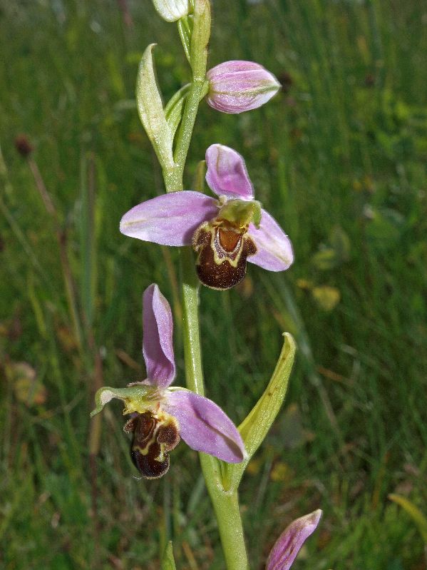O. apifera 10-06-12 (6).jpg