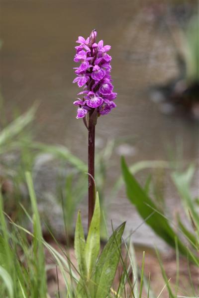 Dactylorhiza2.JPG