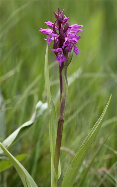 Dactylorhiza1.JPG
