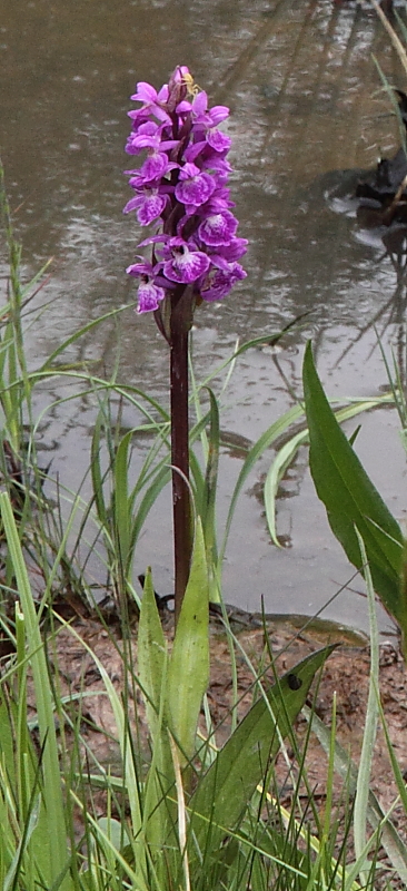 dactylorhiza.JPG