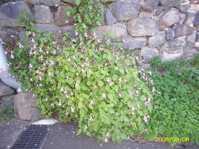 orchidee1.jpg