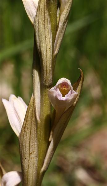 asperge2.jpg