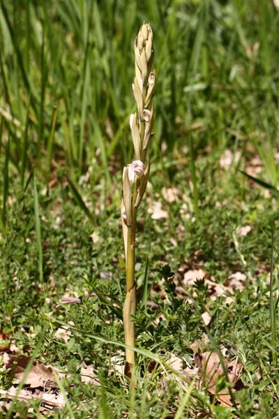 asperge1.jpg
