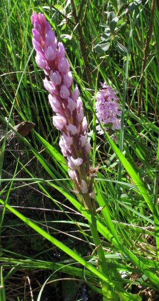 Gevlekte orchis met abnormaliteit BG (8).jpg