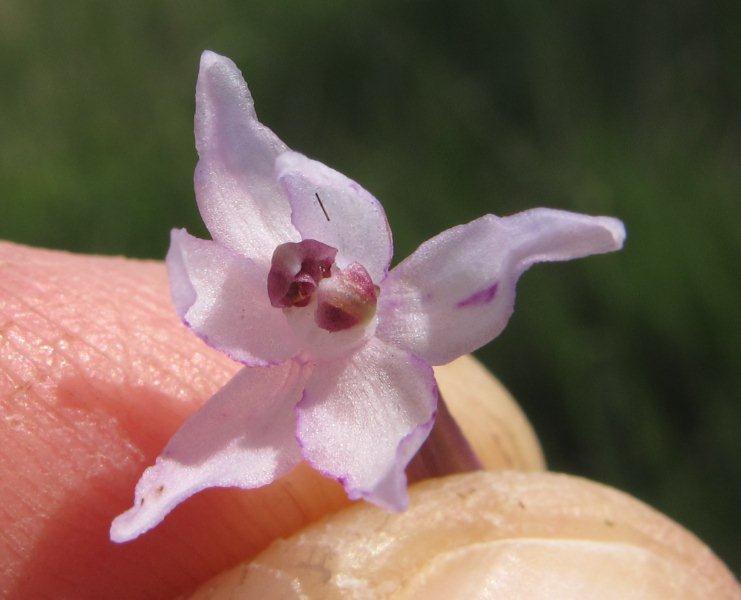 Gevlekte orchis met abnormaliteit BG (11).jpg