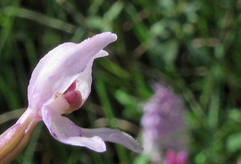 Gevlekte orchis met abnormaliteit BG (3).jpg