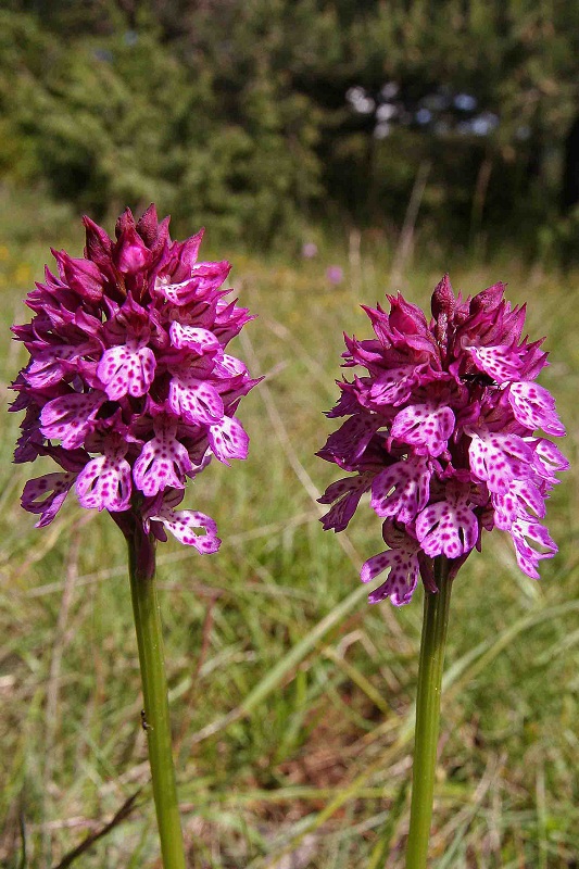 orchisxfuchsii2.jpg