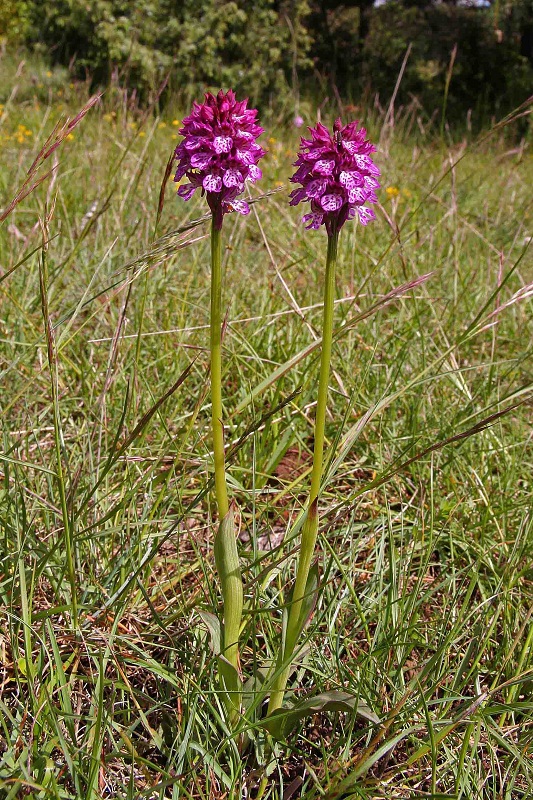 orchisxfuchsii1.jpg