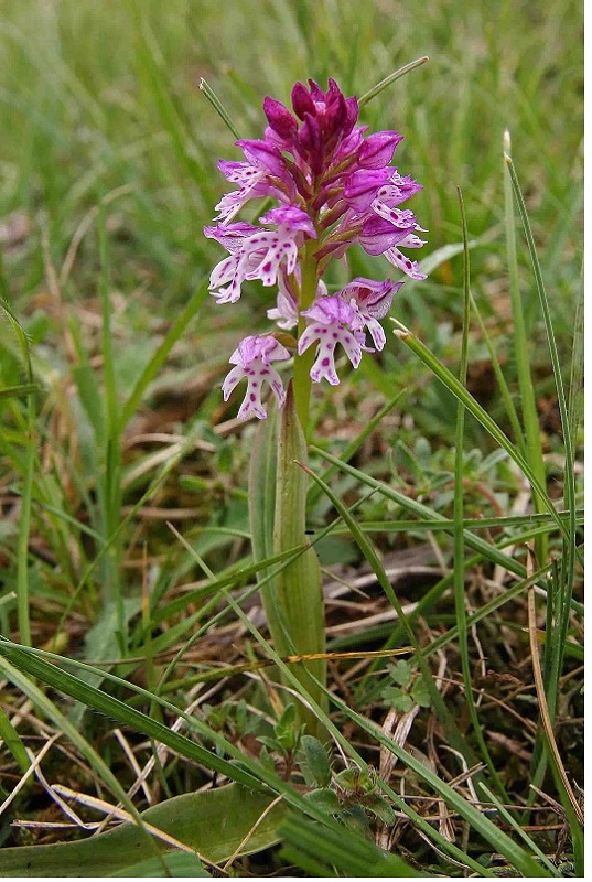 orchisxdietrichiana.jpg
