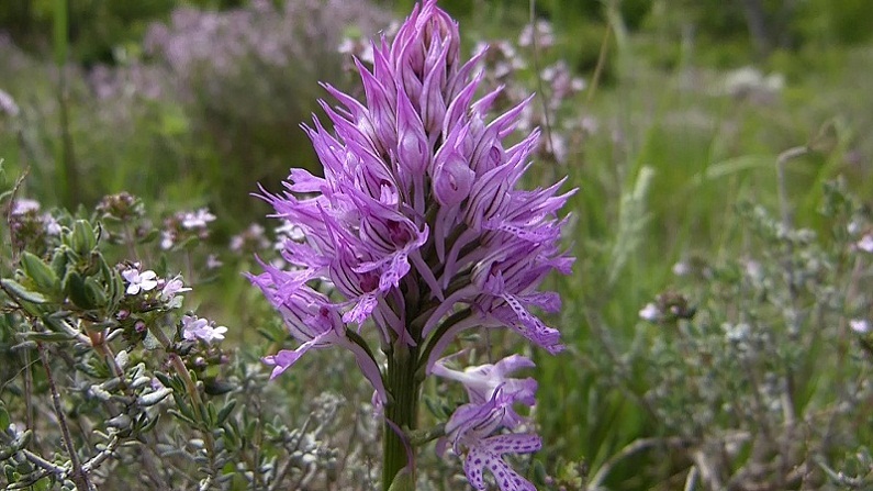neotinea tridentata twijfel.jpg