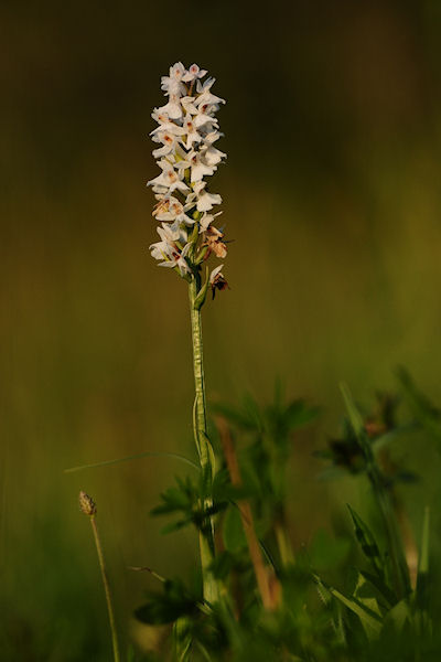 Het toetje van de dag: Bosorchis in het licht van de ondergaande zon (niet in de ENCI-groeve)