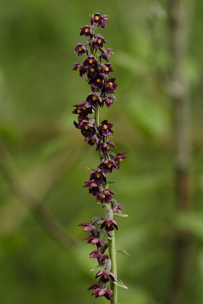 Epipactis atrorubens - klein (2).jpg