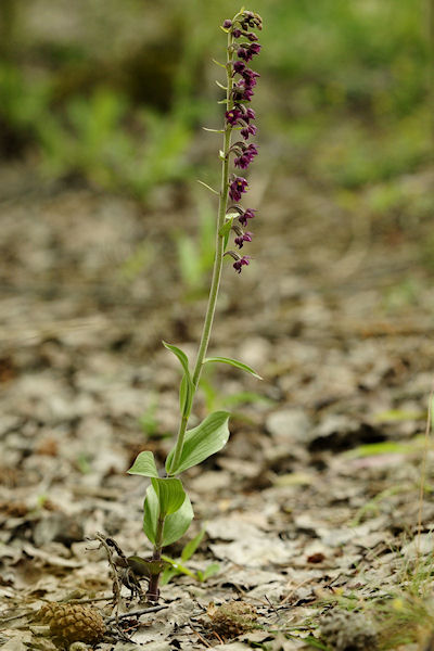 Epipactis atrorubens - klein.jpg