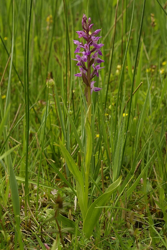 sized_sized__IGP2377.JPG